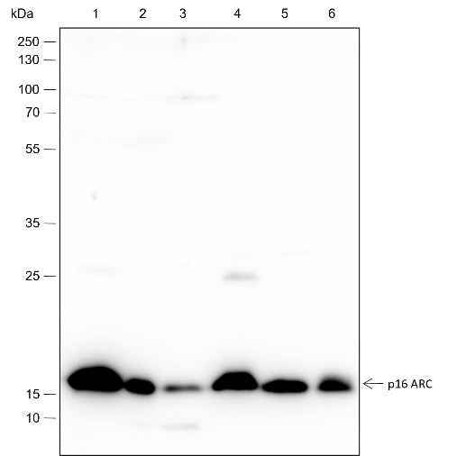 Anti-Human/Rat/Mouse ARPC5/p16 ARC Antibody [A319]