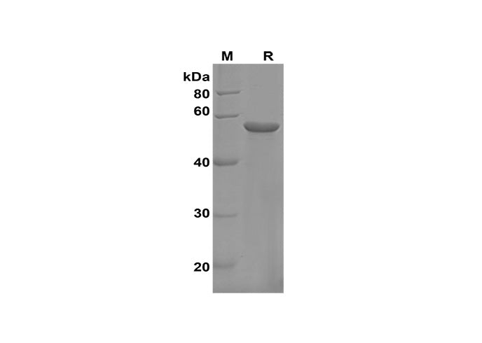 SDS-PAGE analysis of Human DAO proteins, 2 μg/lane of Recombinant Human DAO proteins, was resolved with SDS-PAGE under reducing conditions, showing bands at 55 kDa.
