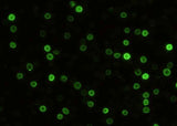 Anti-Mouse CD5 Antibody [B444]