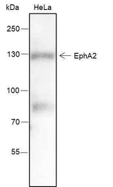 Anti-Human EphA2 Antibody [A213]