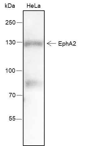 Anti-Human EphA2 Antibody [A213] - ABMIUM