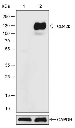 Anti-Human CD42b Antibody [A557] - ABMIUM