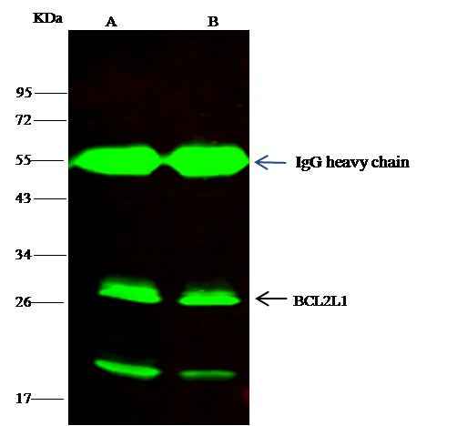 Anti-Human BCL2L1 Antibody [B259] - ABMIUM