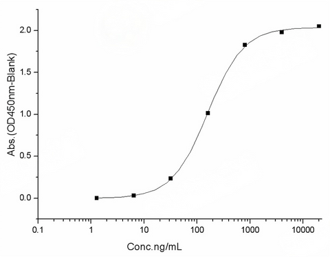 Measured by its binding ability in a functional ELISA. Immobilized human ACE2 protein (Fc tag)(Cat: PKSH031870) at 2 μg/mL (100 μL/well) can bind SARS-CoV-2 (2019-nCoV) Spike RBD-His Recombinant Protein, Biotinylated (PKSR030520), the EC<sub>50</sub> of SARS-CoV-2 (2019-nCoV) Spike RBD-His Recombinant Protein, Biotinylated (PKSR030520) is 20-60 ng/mL.
