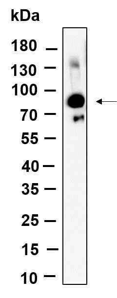 Anti-Human/Mouse/Rat Glyt2 Antibody [B1004] - ABMIUM