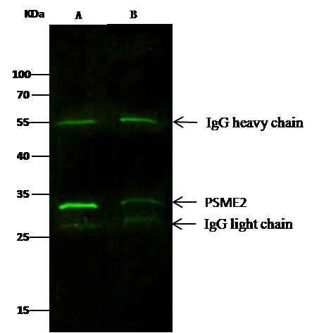 Anti-Human PSME2 Antibody [A932] - ABMIUM
