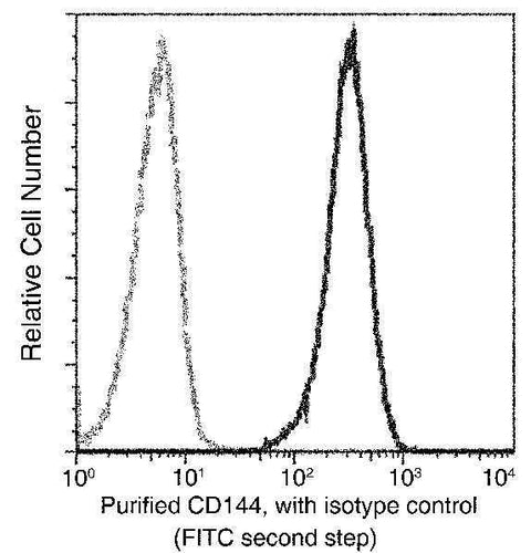 Anti-Human CDH5 Antibody [B104] - ABMIUM