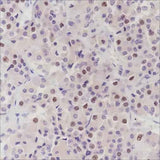 Anti-Human PITX2/RGS Antibody [A334]