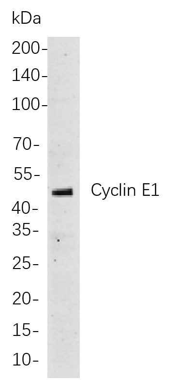 Anti-Human/Mouse/Rat Cyclin E1 Antibody [B846]