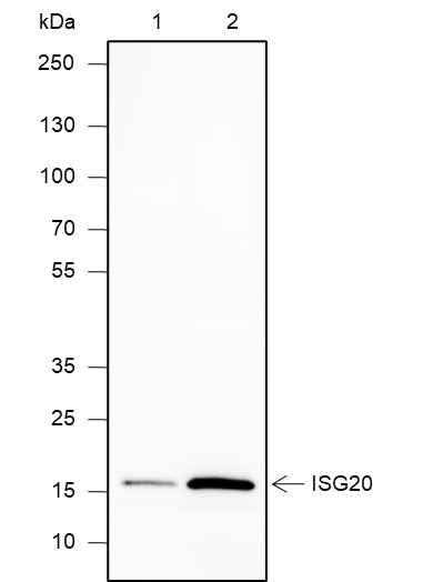 Anti-Human ISG20 Antibody [A625] - ABMIUM