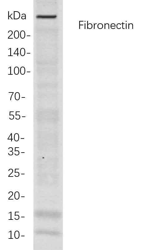 Anti-Human/Mouse/Rat Fibronectin Antibody [B826] - ABMIUM