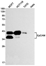Western blot detection of EpCAM in MCF7,HCT116,T47D,Hela cell lysates using EpCAM Rabbit mAb(1:1000 diluted).Predicted band size:35kDa.Observed band size:40kDa.
