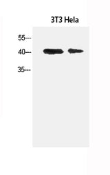 Western Blot analysis of 3T3, Hela cells using α-SMA Polyclonal Antibody at dilution of 1:1500.