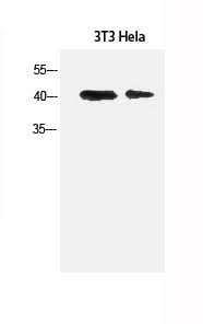 Western Blot analysis of 3T3, Hela cells using α-SMA Polyclonal Antibody at dilution of 1:1500.