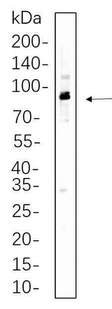 Anti-Human/Mouse/Rat p90RSK Antibody [B779]