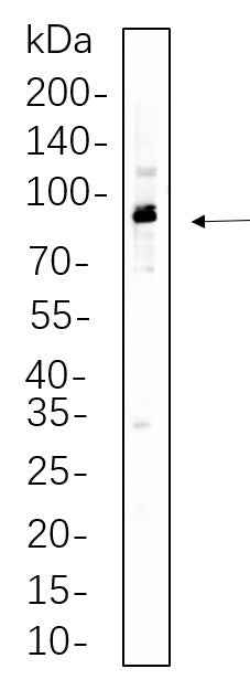 Anti-Human/Mouse/Rat p90RSK Antibody [B779] - ABMIUM