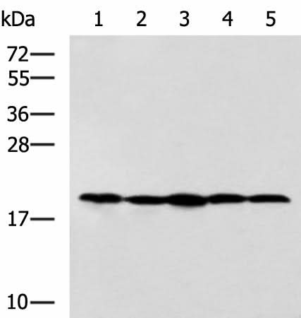 Western blot analysis of Jurkat NIH/3T3 Raji 231 and A172 cell lysates using RPS11 Polyclonal Antibody at dilution of 1:700