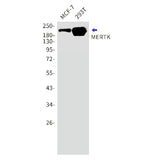 Western blot detection of MERTK in MCF-7,293T cell lysates using MERTK Rabbit mAb(1:1000 diluted).Predicted band size:110kDa.Observed band size:210kDa.
