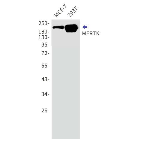 Western blot detection of MERTK in MCF-7,293T cell lysates using MERTK Rabbit mAb(1:1000 diluted).Predicted band size:110kDa.Observed band size:210kDa.