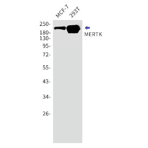Western blot detection of MERTK in MCF-7,293T cell lysates using MERTK Rabbit mAb(1:1000 diluted).Predicted band size:110kDa.Observed band size:210kDa.