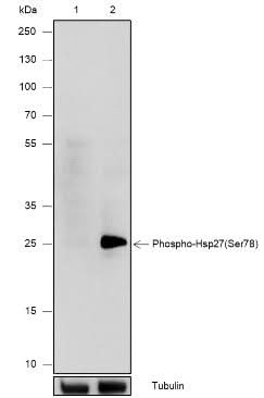 Anti-Human Phospho-HSP27 (Ser78) Antibody [A811] - ABMIUM