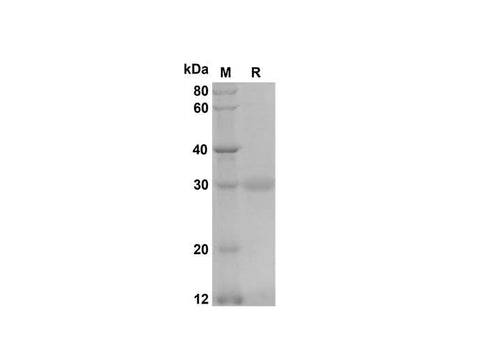 SDS-PAGE analysis of Mouse CXCL3/CINC-2α/β proteins, 2 μg/lane of Recombinant Mouse CXCL3/CINC-2α/β proteins was resolved with SDS-PAGE under reducing conditions, showing bands at 30 kDa.