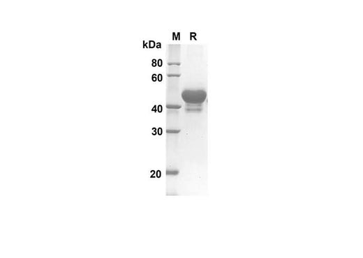 SDS-PAGE analysis of Mouse IL-23a proteins, 2 μg/lane of Recombinant Mouse IL-23a proteins was resolved with an SDS-PAGE under reducing conditions, showing bands at 44.1 kDa.