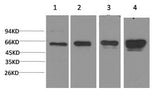 Western Blot analysis of 1) Hela, 2) 293T, 3) 3T3, 4) PC-12 cells using AMPK alpha1 Monoclonal Antibody at dilution of 1:2000.