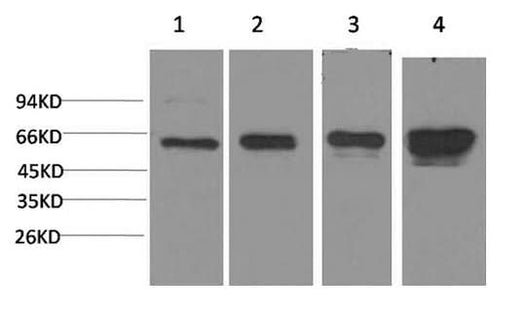 Western Blot analysis of 1) Hela, 2) 293T, 3) 3T3, 4) PC-12 cells using AMPK alpha1 Monoclonal Antibody at dilution of 1:2000.