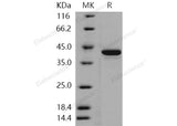 > 95 % as determined by reducing SDS-PAGE.