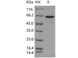 > 95 % as determined by reducing SDS-PAGE.