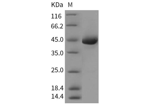 Recombinant Rat REG3A/HIP Protein (Fc Tag) - ABMIUM