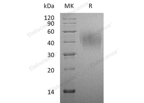 > 95 % as determined by reducing SDS-PAGE.