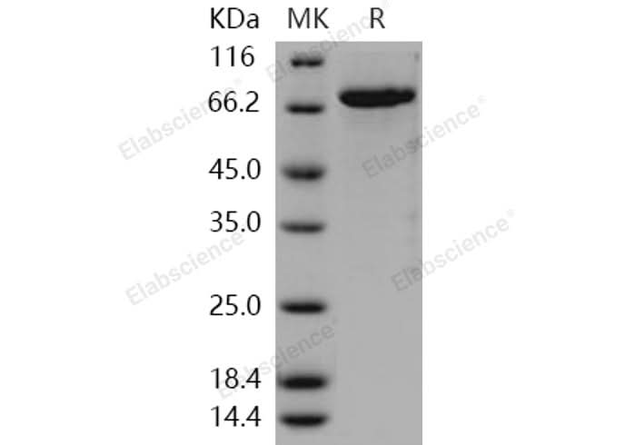 > 94 % as determined by reducing SDS-PAGE.