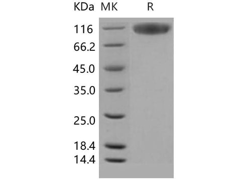 > 95 % as determined by reducing SDS-PAGE.