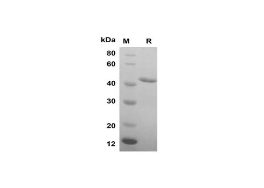 SDS-PAGE analysis of Mouse IL1A proteins, 2 μg/lane of Recombinant Mouse IL1A proteins was resolved with SDS-PAGE under reducing conditions, showing bands at 45 kDa.