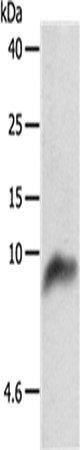 Anti-Human/Rat COX7B Antibody - ABMIUM