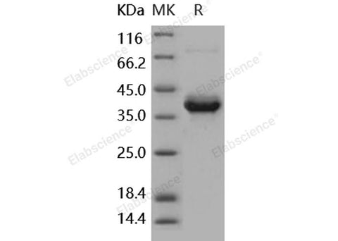 > 95 % as determined by reducing SDS-PAGE.
