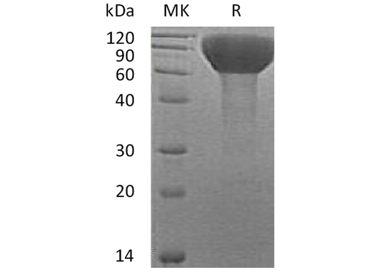 > 95 % as determined by reducing SDS-PAGE.