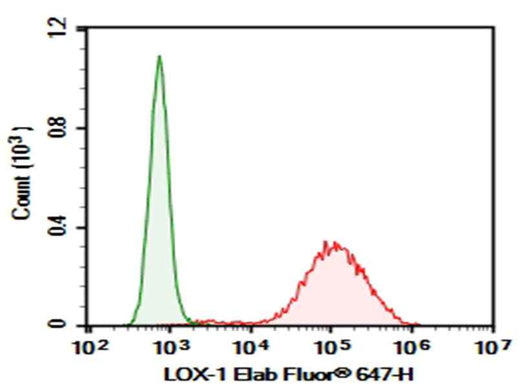 Anti-Human LOX-1 Antibody [15C4] - ABMIUM