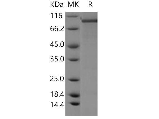 > 85 % as determined by reducing SDS-PAGE.