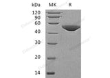 > 95 % as determined by reducing SDS-PAGE.