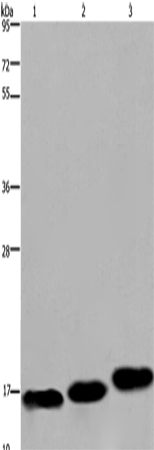 Anti-Human/Mouse/Rat MYL12B Antibody - ABMIUM