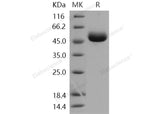 > 98 % as determined by reducing SDS-PAGE.