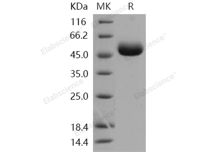 > 98 % as determined by reducing SDS-PAGE.