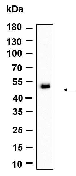 Anti-Human/Mouse/Rat TMEM43 Antibody [B990]