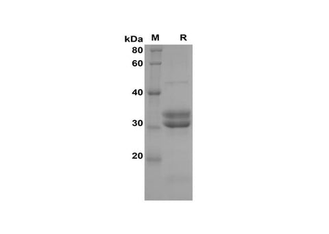 SDS-PAGE analysis of Human IL-15 proteins, 2 μg/lane of Recombinant Human IL-15 proteins was resolved with SDS-PAGE under reducing conditions, showing bands at 32 kDa.