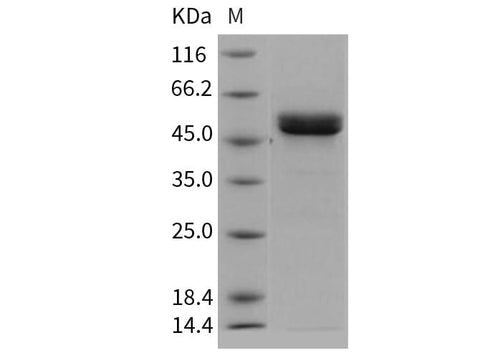 > 96 % as determined by reducing SDS-PAGE.
