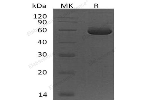 > 90 % as determined by reducing SDS-PAGE.