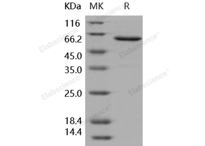 > 95 % as determined by reducing SDS-PAGE.